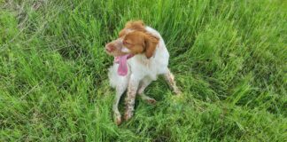 Тече срокът за заплащане на данък за домашно куче