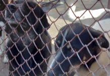 Ден на отворените врати в приюта за безстопанствени кучета в Пловдив