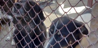 Ден на отворените врати в приюта за безстопанствени кучета в Пловдив