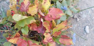 Кога се очаква да застудее