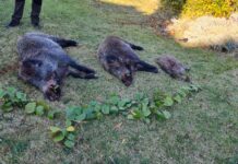 Приключи груповият лов на дива свиня