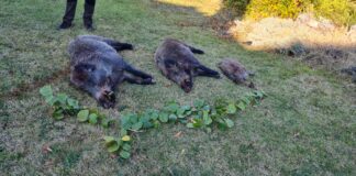 Приключи груповият лов на дива свиня