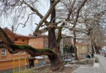 Обявиха 200-годишни чинари в Асеновград за защитени