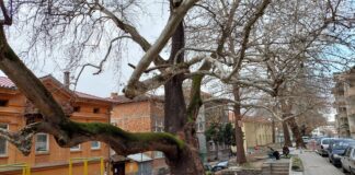 Обявиха 200-годишни чинари в Асеновград за защитени