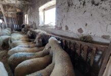 Защо младите животновъди се отказват от отглеждането на агнета и овце