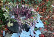 Нишаните на калиничките ще пренощуват в мълчана вода преди Еньовден