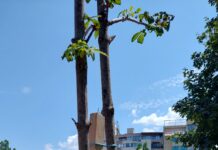 Община Асеновград приканва гражданите да засадят дърво