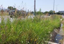 Избуяла растителност и на пътя Пловдив-Асеновград