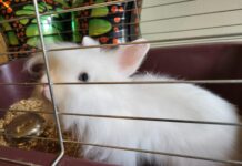 Природонаучният музей търси осиновители на две зайчета