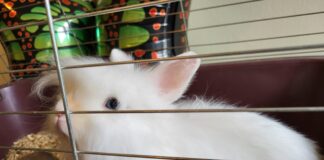 Природонаучният музей търси осиновители на две зайчета