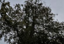 Бурният вятър довя зимата в Асеновград