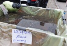 Цената на шарана на Никулден е в порядъка на 10 лв./кг.