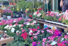 „Цветна пролет“ в Асеновград