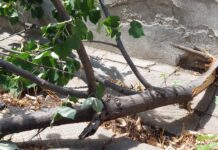 След снощната буря – прекършени дървета и паднали клони