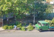 Традиционното есенно кастрене на дървета, се извършва в Асеновград