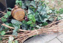 Асеновград почете Трифон Зарезан, в селата зарязаха лозята