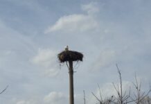 Щъркели в Асеновградско