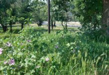 Защо не се коси избуялата растителност в почти цял Асеновград