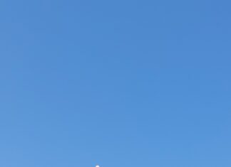 Щъркелите започнаха да пристигат в Асеновградско