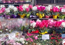За трета година пазарът в Асеновград ще е домакин на изложението „Цветна пролет“