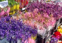 В навечерието на Деня на жената, Общинският пазар в Асеновград отново стана цветен