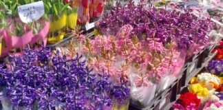 В навечерието на Деня на жената, Общинският пазар в Асеновград отново стана цветен