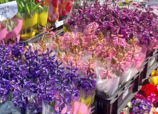 В навечерието на Деня на жената, Общинският пазар в Асеновград отново стана цветен