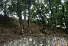 Почистиха дърветата на по-старите трибуни на територията на стадион „Шипка“