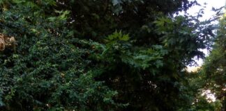 Пострадалите от клуба по кану-каяк имат нужда от вашата подкрепа