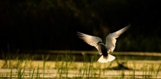 Международен фотоконкурс за ученици