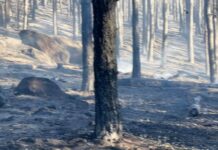 Изгоря борова гора край с. Михилци, вижте какво остана след пожара: