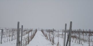 Богата празнична програма по случай Трифон Зарезан в с. Новаково