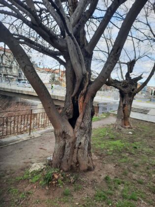 Дървета в парка до ОУ "Христо Ботев"