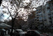 Стартира кастрене на дървета по бул. „България“ в Асеновград