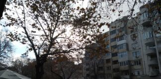 Стартира кастрене на дървета по бул. „България“ в Асеновград