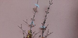 „Направи си сурвачка“ в с. Червен