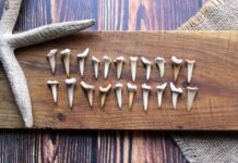 Детски уикенд с подарък зъб в РПНМ-Пловдив