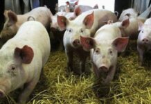 Спират проверките в свиневъдните стопанства в страната заради АЧС