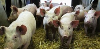 Спират проверките в свиневъдните стопанства в страната заради АЧС