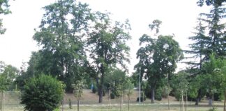 Избрано е място за изграждане на кучешка площадка в Асеновград