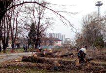 Започна сеч на дърветата в Градинката до гарата Сеч в градинката до гарата