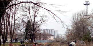 Започна сеч на дърветата в Градинката до гарата Сеч в градинката до гарата