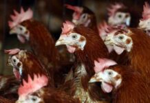 Птичи грип в Асеновград и Крумово констатираха от БАБХ днес