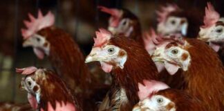 Птичи грип в Асеновград и Крумово констатираха от БАБХ днес