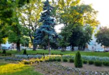 Нови цветя създават нова визия на зелените пространства в Асеновград