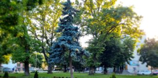 Нови цветя създават нова визия на зелените пространства в Асеновград