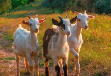 Разкриха нерегламентиран транспорт на кози в Пловдивска област