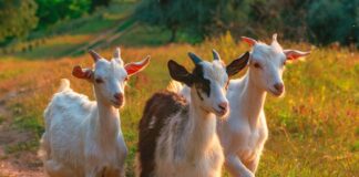 Разкриха нерегламентиран транспорт на кози в Пловдивска област