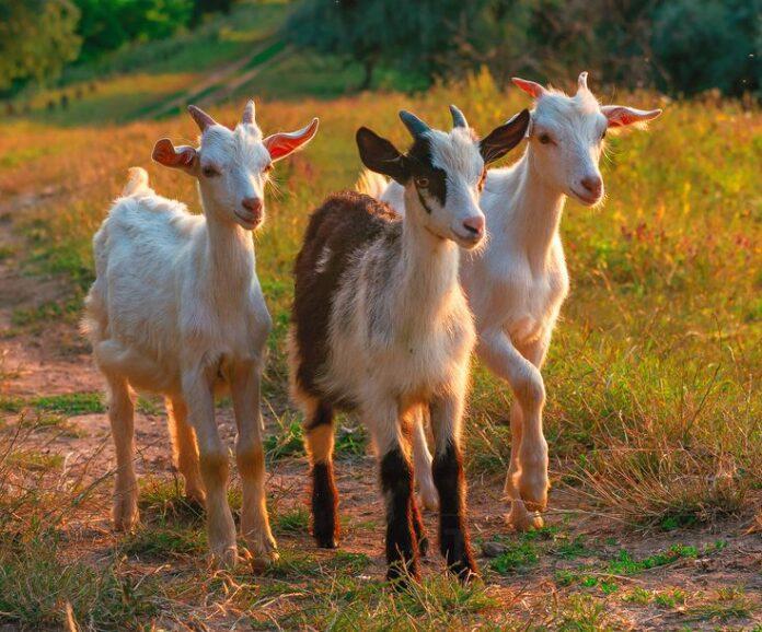 298bbbd0db6b3ced3570493a1f73ecff