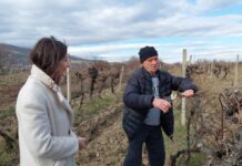 Навръх Трифон Зарезан зарязаха лозите в град Куклен